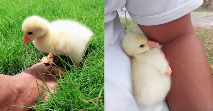  The little goose thought his farmer was his mother because the baby opened his eyes and saw him