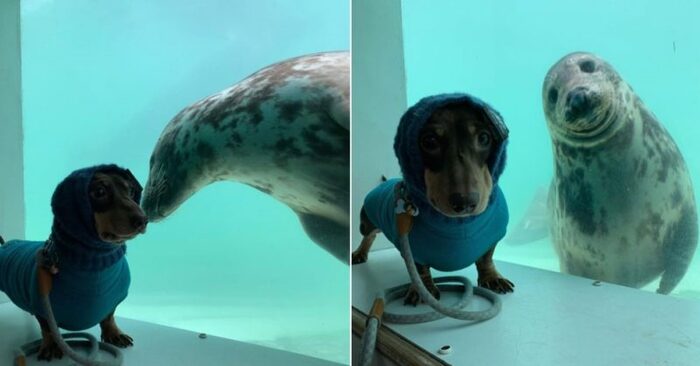  Such a wonderful closeness: a small puppy met a seal on vacation, they became inseparable friends
