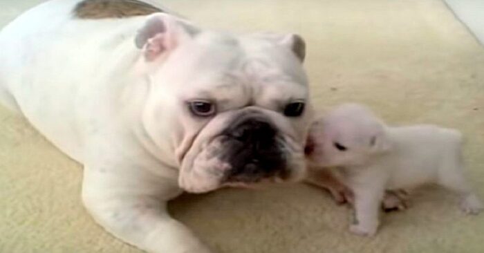 Very cute and funny scene: naughty puppy gets mad at mom and won’t stop barking