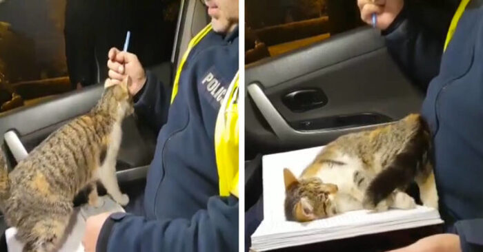  That’s how interesting animals can be: this special cat was able to subdue the policemen