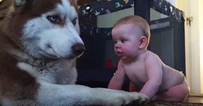  A beautiful sight: this wonderful husky could not sit still and began to play with the baby