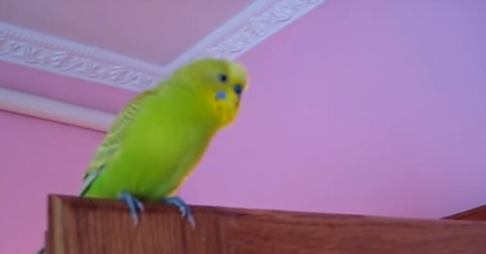  A funny sight: this parrot does not stop talking, and the owner made a great video and posted it on the Internet
