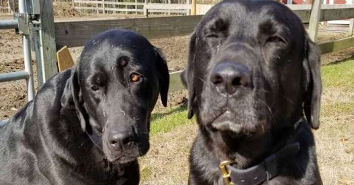  These two mischievous dogs managed to steal lunch from the postman, and he left a note: the owners didn’t remain in debt