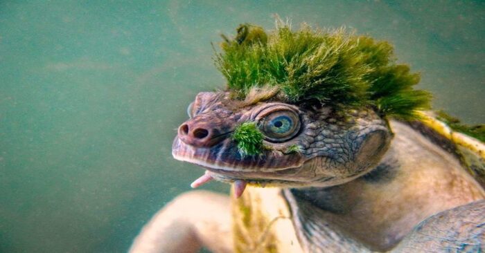  The animal world is amazing: extraordinary turtles really attract everyone’s attention with their uniqueness