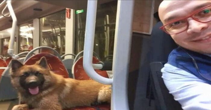  A giant dog was running fast along the road, which the bus driver noticed on time