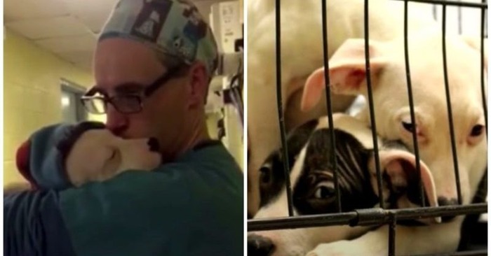  What a touching scene: this puppy didn’t stop crying, and the kind doctor tried to calm the puppy with hugs
