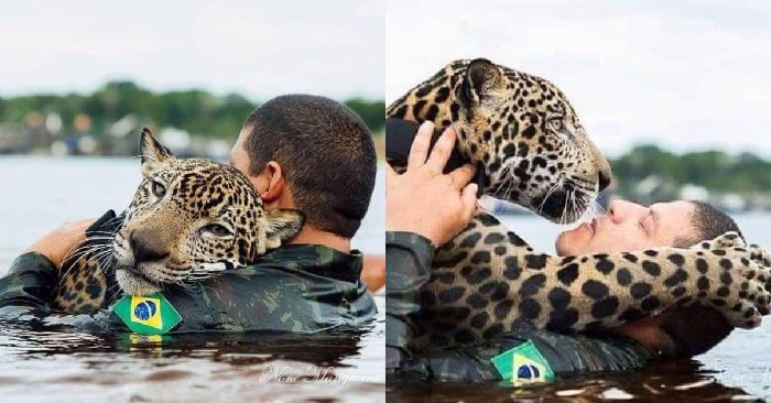  This drowning jaguar was saved: the animal gratefully hugged people like a domestic cat