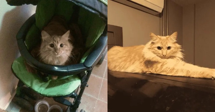  A kind and caring woman saw a crying kitten sitting on a wet staircase and gave her baby’s stroller