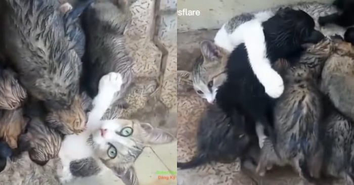  Kind and caring cat: this wonderful animal decided to feed the puppies who lost their mother