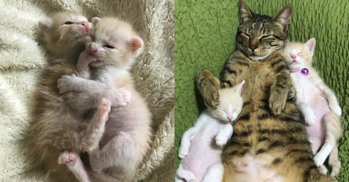  Good story: to help and save little kittens, this caring cat became a wonderful father and friend to them