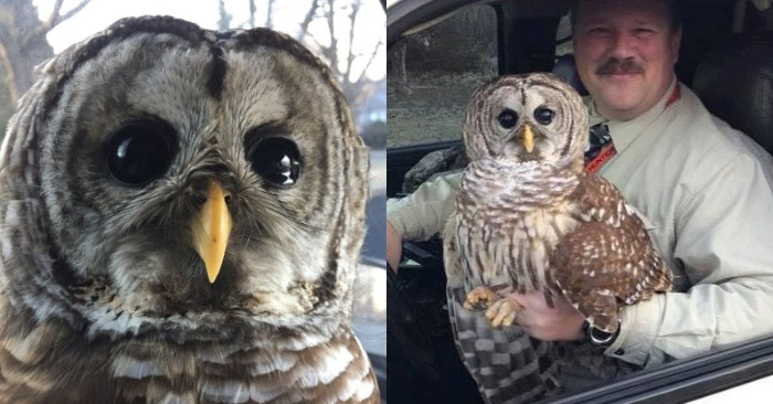  Police officer saved an owl: the bird was thankful to the man and agreed to have a picture with him