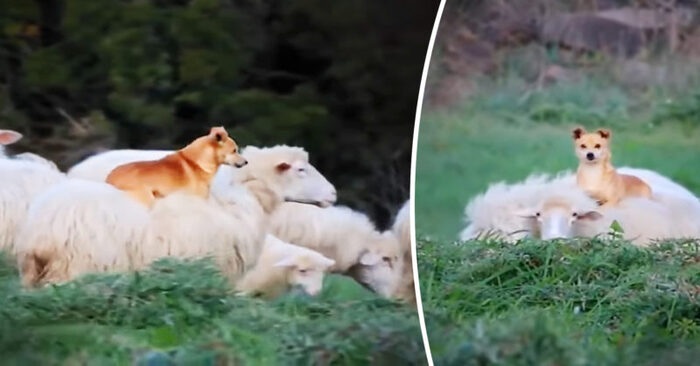  This unique dog has learned to work and rest at the same time: he just sits on the back of sheep