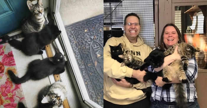  This caring couple took 4 kittens home for a short time, but after a while they could no longer part with them