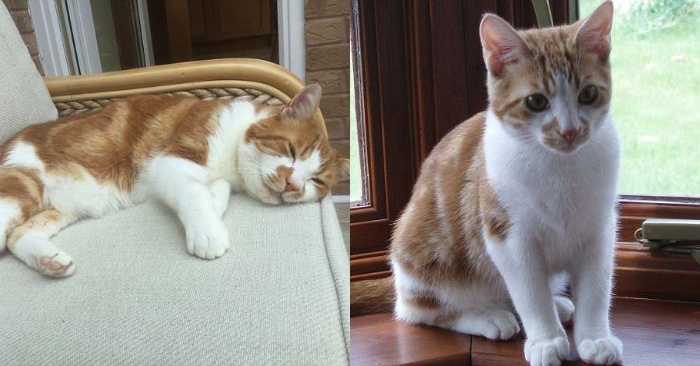  This poor kitten got lost, years later the owner of the cat got wonderful good news