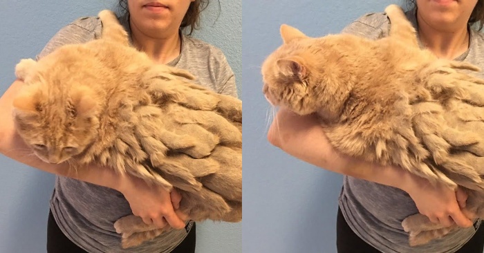 This poor cat couldn’t move due to the weight of his tangled fur, fortunately he was met by kind people