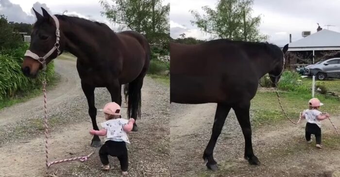  This girl at the age of 1 year and 3 months took her beloved horse for a walk and attracted everyone’s attention