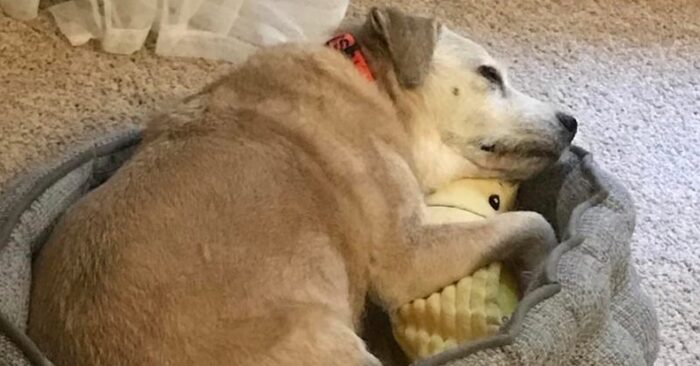  This 20-year-old dog hasn’t given up on her habit: she loves to cuddle her soft banana every day