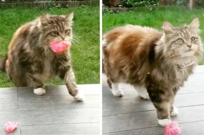  What an amazing sight: this special cat brings a rose every day to almost 6 families