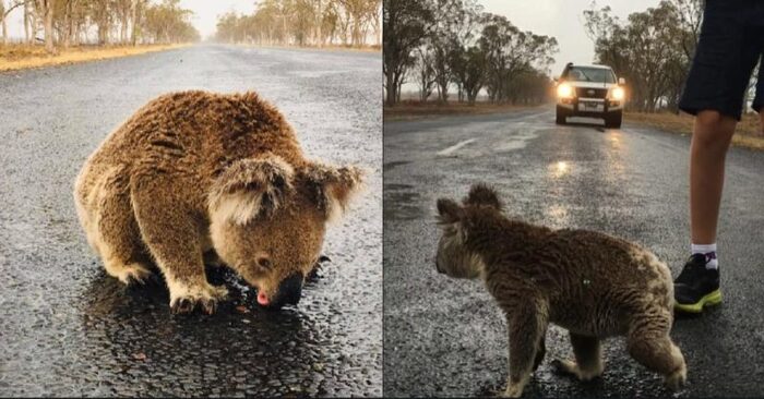  A very touching scene: this poor koala tries to drink water from rainwater outside after the flood