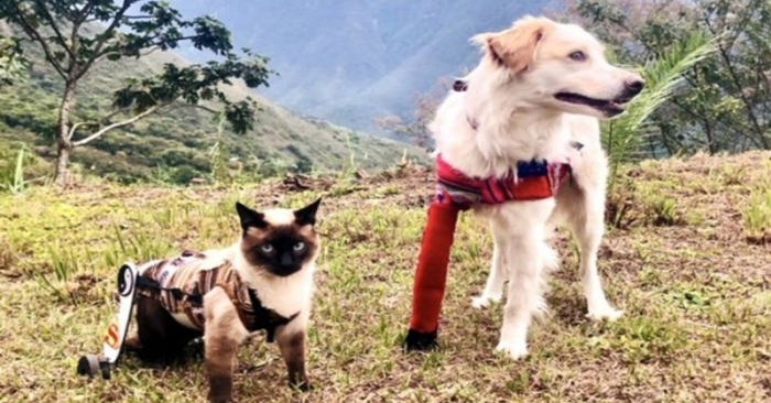  A touching scene: this three-legged dog and disabled cat become wonderful and inseparable friends