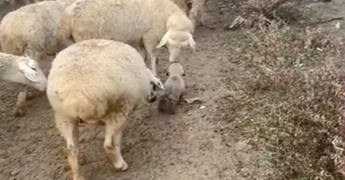  This little dog that was trained to be a herding dog was written to lead the flock for everyone’s attention
