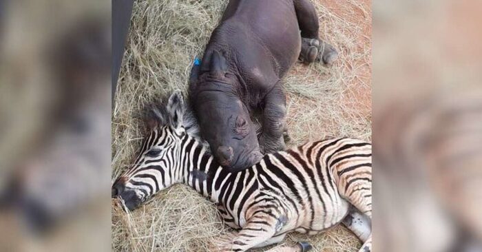  Wonderful and cute intimacy: a baby zebra warmly soothes and cares for a baby rhino