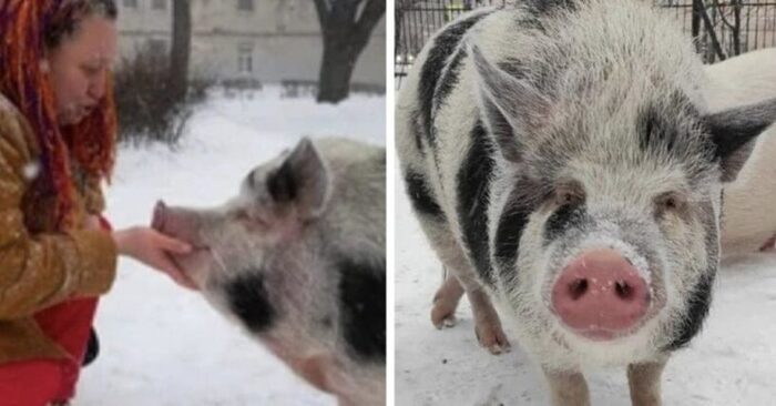  Everyone keeps a different pet: this woman takes care of 2 fat pigs at her apartment