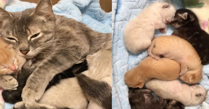  A story with a happy ending: this cat which was left with her kittens on the street finally got a good home