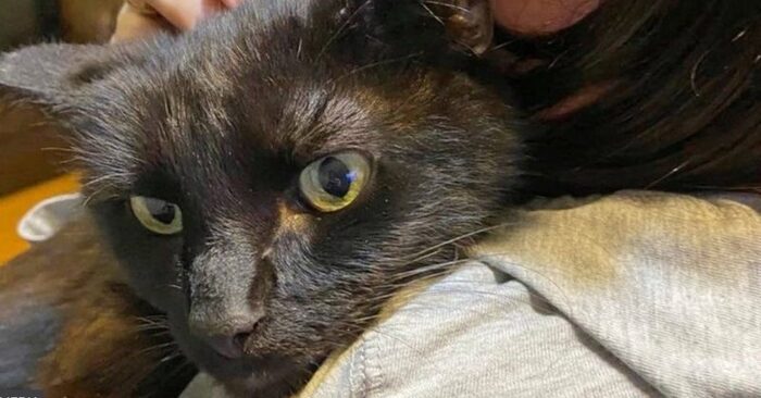  This little cat and the owner are reunited after the owner heard the cat’s voice on the phone