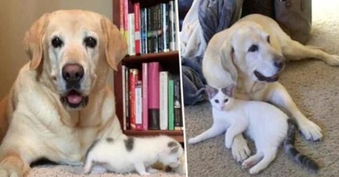  Cute story: this kind and caring dog takes care of a small lonely cat who was found on a farm