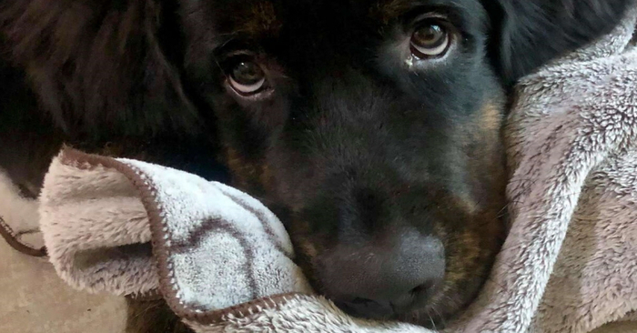  Interesting story: this wonderful dog never left his favorite blanket which was helping him from fear