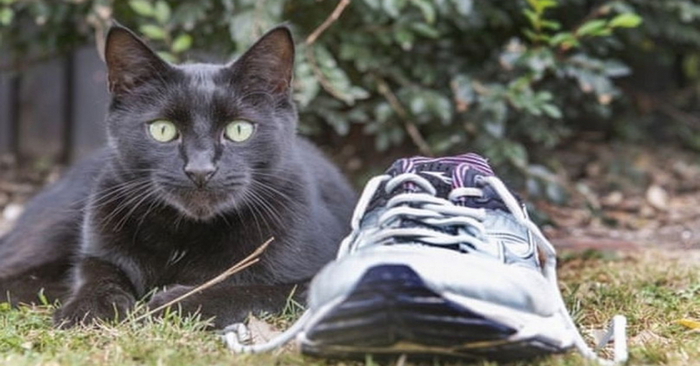 A real thief: this sly cat steals different things from the neighbors every day