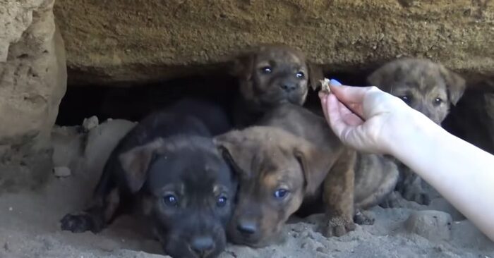  Great deed: these caring rescuers saved 8 puppies from a cave and got a nice surprise
