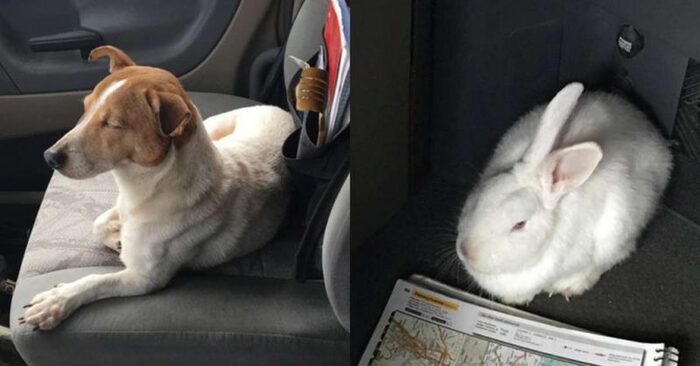  This abandoned lonely dog took his savior to his inseparable friend, a bunny