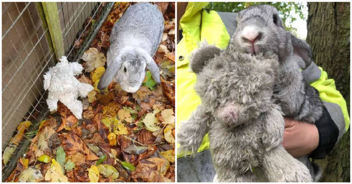  A touching scene: the poor abandoned rabbit continues to hug his beloved teddy bear