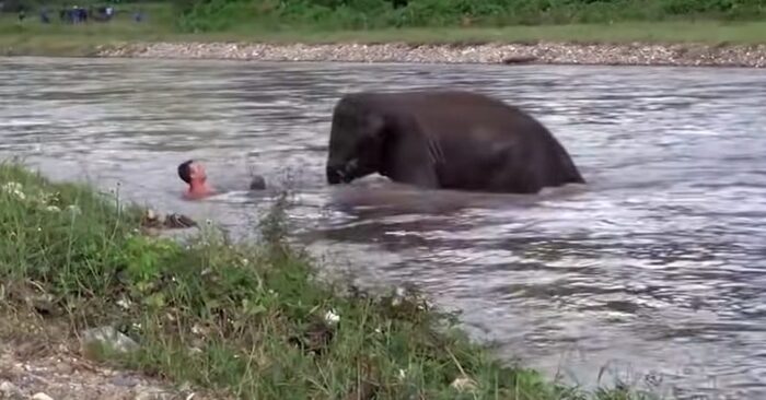  An incredible story: this baby elephant entered the water to save the life of a drowning boy