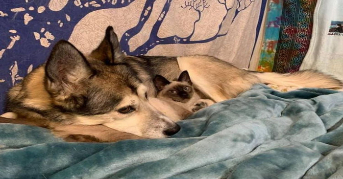  A wonderful story: this kind and caring husky decided to take care of a lonely and abandoned cat