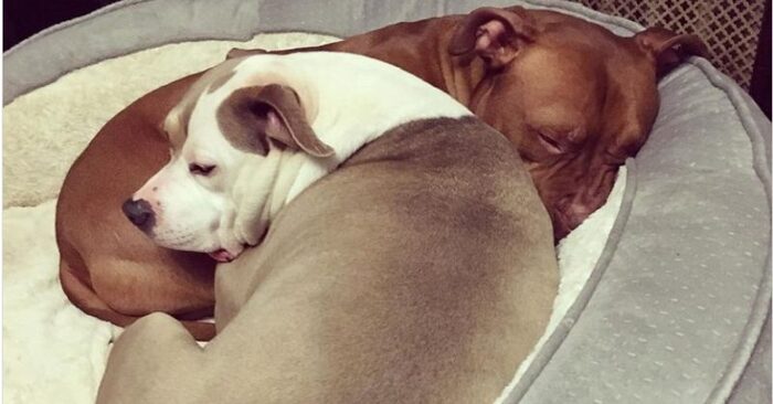  A kind and caring dog brings his bed closer to his sick friend to make him feel at ease