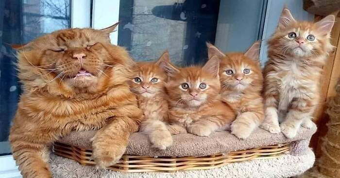  Funny story: this giant cat dad has mischievous kittens and is just tired of his fatherly duties