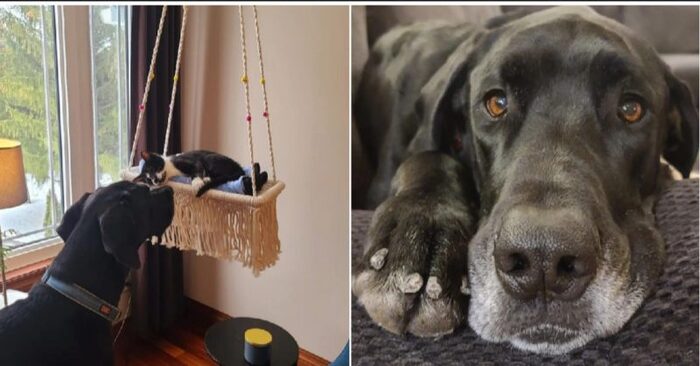  This wonderful German dog took care of the cats with his owner with great care