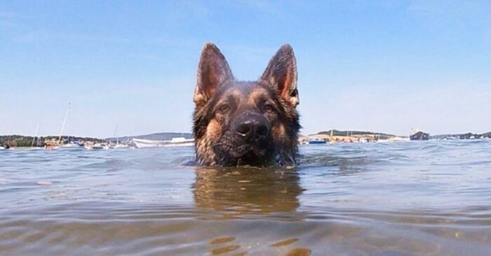  An amazingly loyal friend: this unique dog swam for hours to shore to save his owner