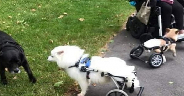  A touching story: this woman, who was very fond of disabled dogs, devoted almost her entire life to them