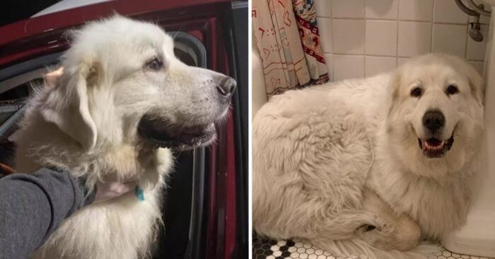  Beautiful story: this dog which lost in parking lot finally returned home thanks to unknown girl