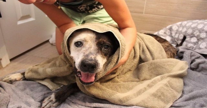  A kind and caring family decided to adopt a dying dog and show him what real love and care is
