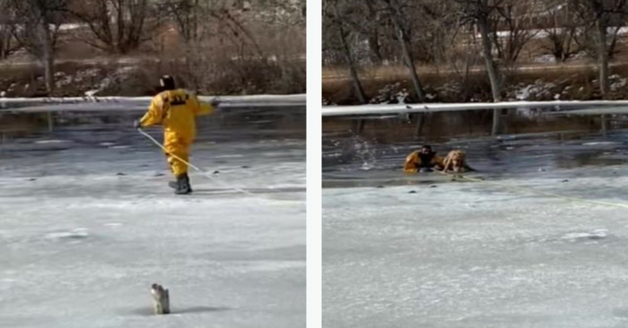  This kind and caring firefighter was praised when he rescued a lone dog stuck in freezing water