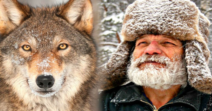  This kind and caring man took care of the wolf for many years, after 4 years the wolf showed him his family