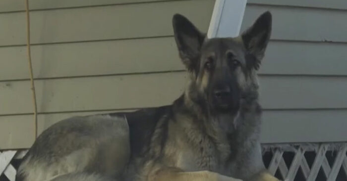  Amazing story: this shepherd guides the police to the scene, saving her owner’s life