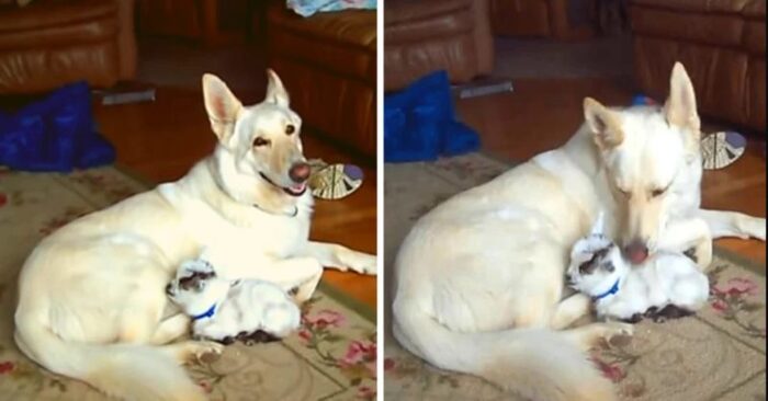  A wonderful story: this caring dog saved a goat and did not want to part with the animal