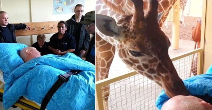  A touching story: this wonderful giraffe came to see and share goodbye with the zookeeper for the last time