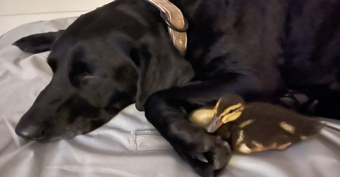  Amazing story: this cute Labrador does everything to defeat the alligator and save the ducks